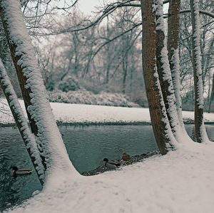 Scenic view of frozen lake by trees during winter