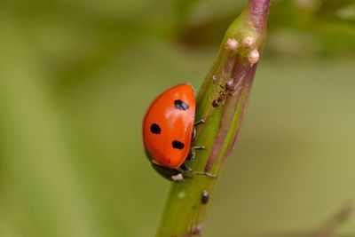 Close-up of ladybug on plant