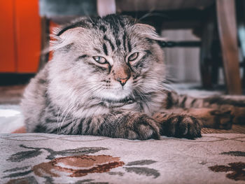 Portrait of cat relaxing outdoors