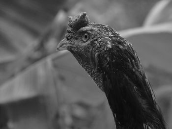 Close-up of a bird