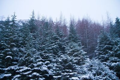 Low angle view of trees during winter