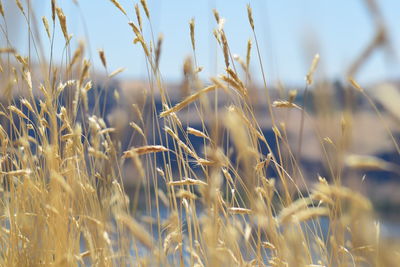 Close-up of wheat crops on field against sky