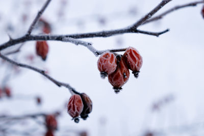 Close-up of frozen plant