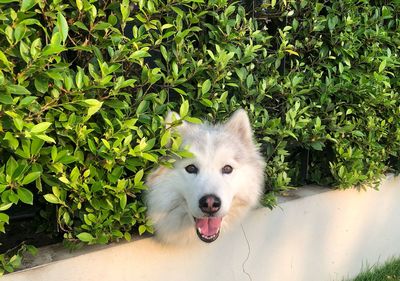 Portrait of a dog