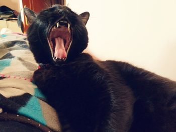 Close-up of cat yawning