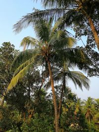 Low angle view of palm trees against sky