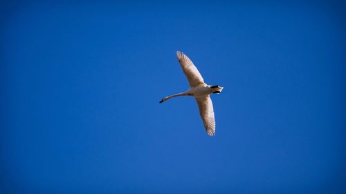 Low angle view of eagle flying against clear blue sky