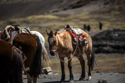 Horses grazing on field