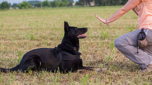 Low section of woman training black german shepherd on field