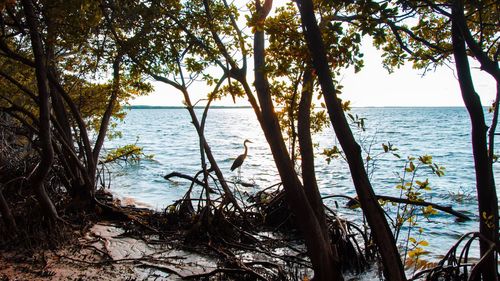 Trees by sea against sky