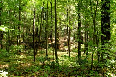 Trees in forest