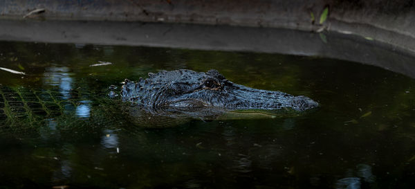 View of turtle swimming in lake