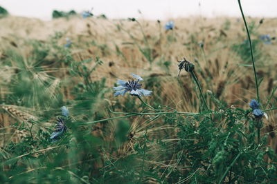 Plant growing on field