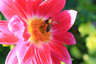 Close-up of bee on pink flower