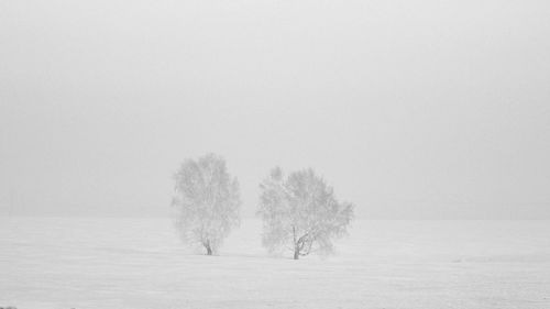 Trees on snow covered landscape