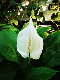 Close-up of white rose plant