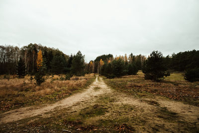 Road amidst trees in forest against sky