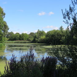 Scenic view of lake in forest against sky