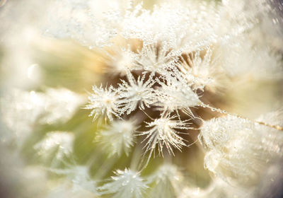 Close-up of dandelion