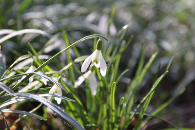 Close-up of white flowers growing on plant