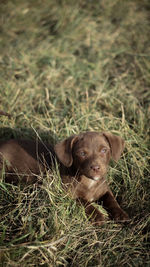 Close-up of dog on field