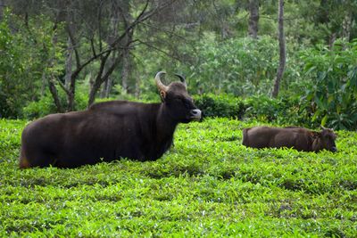 Nilgiri gaur world biggest wild cows