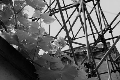 Close-up of flower tree