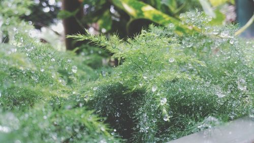 Close-up of raindrops on grass