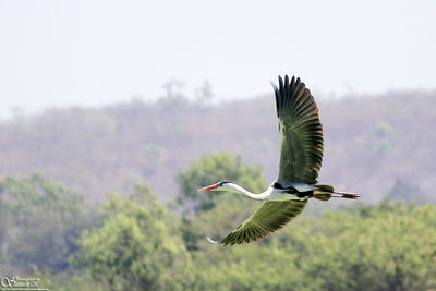 Close-up of bird flying against sky