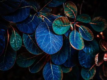 Close-up of leaves