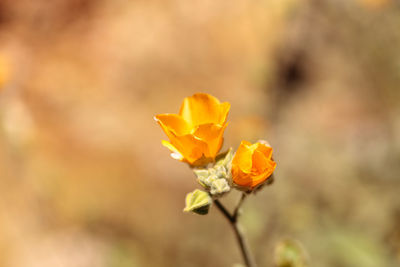 Close-up of yellow flower blooming outdoors