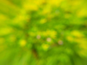 Defocused image of plants