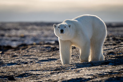 Polar bear crosses tundra staring at camera