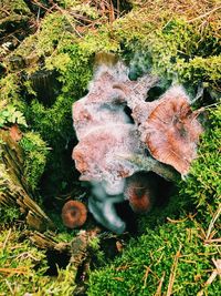 High angle view of mushrooms growing on field