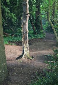 Trees in forest