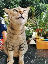 cat