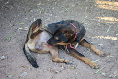 High angle view of dog lying on footpath