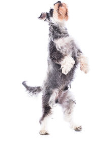 Close-up of cat over white background