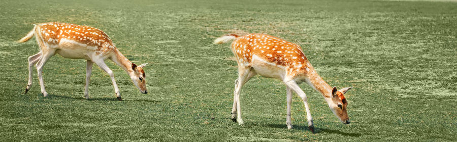 Group of young fallow deer eating grazing grass on summer outdoor. herd animals dama dama 