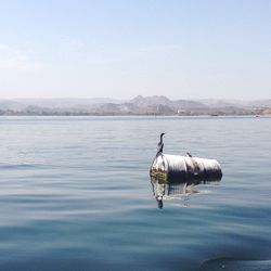 Duck swimming in lake against sky