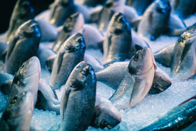 Close-up of fish for sale in market