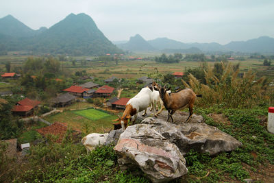 View of goats on field