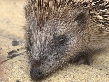 Close-up of an animal