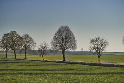 Bare trees on field against clear sky