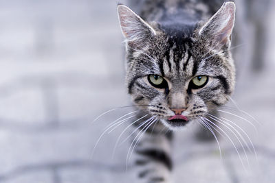 Close-up portrait of cat walking on footpath