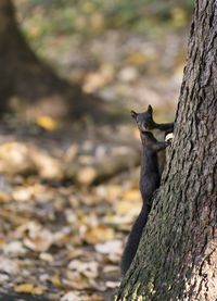 Close-up of squirrel on tree trunk