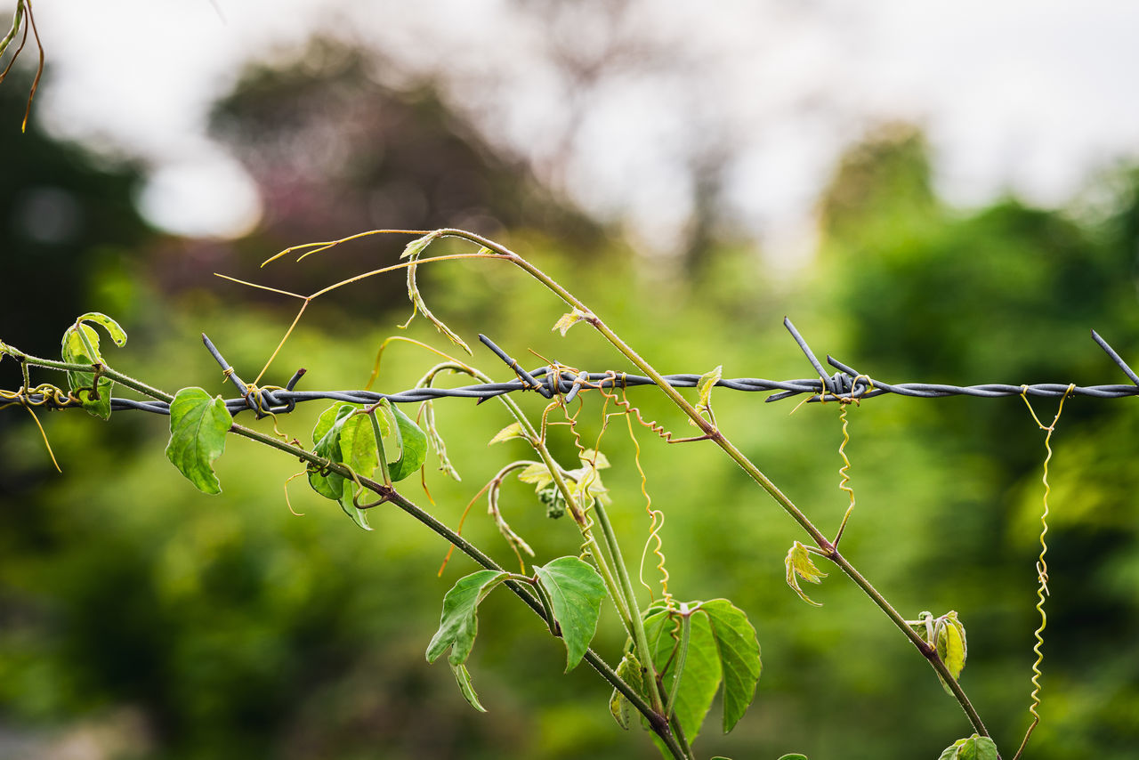 CLOSE-UP OF BARBED WIRE ON PLANT AGAINST FENCE