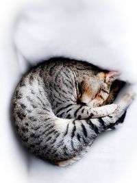 Close-up of a cat sleeping