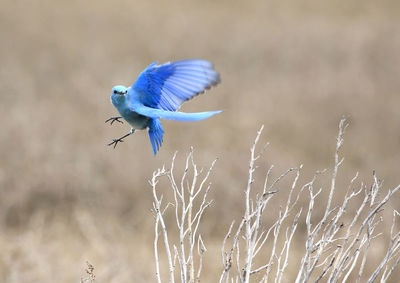 Close-up of bird flying against blurred background