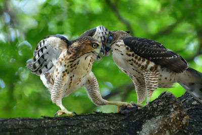 Close-up of owl perching on branch